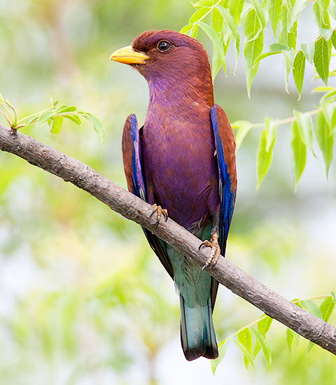 Broad-billed Roller